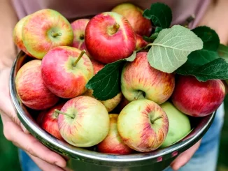 Scurtă înţelegere: dacă decojeşti merele, pierzi beneficiile importante pentru sănătate