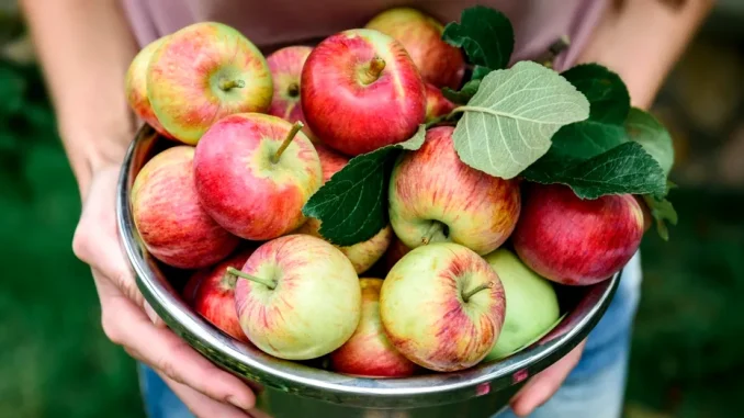 Scurtă înţelegere: dacă decojeşti merele, pierzi beneficiile importante pentru sănătate