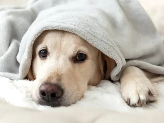 Cum îți dai seama că un câine face hipotermie: semnele de alarmă care pot salva animalul