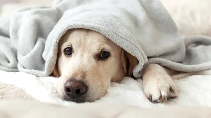Cum îți dai seama că un câine face hipotermie: semnele de alarmă care pot salva animalul