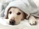Cum îți dai seama că un câine face hipotermie: semnele de alarmă care pot salva animalul