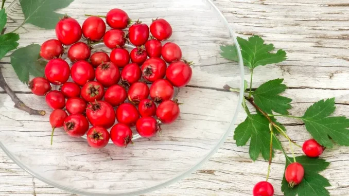 Remediul tradițional al Mariei Treben pentru o inimă „obosită”: ce plantă e considerată benefică pentru circulație