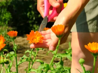 Plante care pot sprijini organele în eliminarea reziduurilor: ce rol au ele în organism