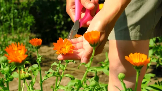 Plante care pot sprijini organele în eliminarea reziduurilor: ce rol au ele în organism