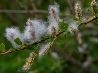 Infuzia din coaja de salcie — remediu tradițional pentru frisoane și relaxare corporală