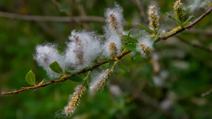 Infuzia din coaja de salcie — remediu tradițional pentru frisoane și relaxare corporală