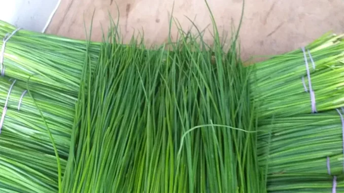 Cum să prepari arpagicul pentru a profita de efectele sale benefice asupra sănătății