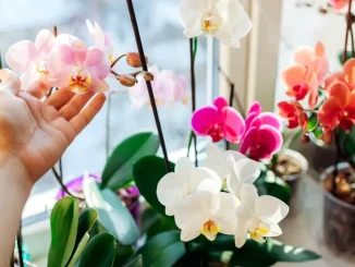Ai o orhidee fără flori? Trucuri simple care o pot face să înflorească din nou rapid