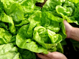 Trucul care păstrează salata verde proaspătă săptămâni întregi. Cum o readuci la viață dacă s-a ofilit