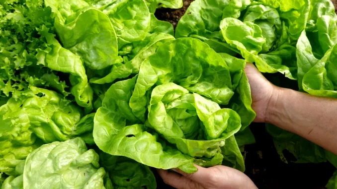 Trucul care păstrează salata verde proaspătă săptămâni întregi. Cum o readuci la viață dacă s-a ofilit